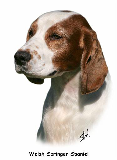 Welsh Springer Spaniel 9Y394D-046.jpg